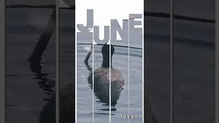 홀로 물닭 #물닭