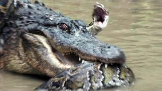 Python vs Alligator 12 -- Real Fight -- Python attacks Alligator