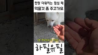 한창 더워지는 점심때 먹을것 좀 주고가라는 개들 2탄 #shorts #dog #poordog #hungrydog