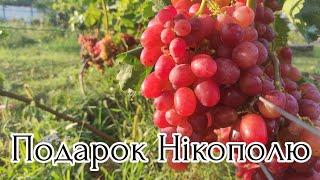 Самий СМАЧНИЙ виноград Сорт винограду Подарок Нікополю 