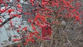 Plant For you Yard   Winterberry Hollies At Highland Hill Farm