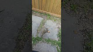 Chippy wants a walnut. Sweet little squirrel. #short #cutesquirrels #squirrelwatching