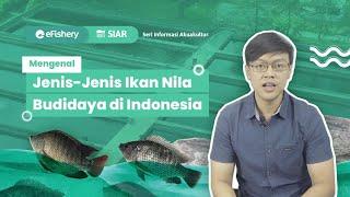 SIAR ep. 1: Mengenal Jenis-jenis Ikan Nila Budidaya di Indonesia