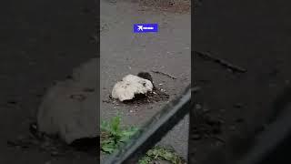 Шампиньоны прорвали асфальт в Санкт-Петербурге