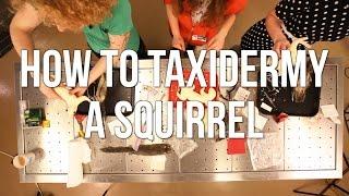 How to Taxidermy a Squirrel