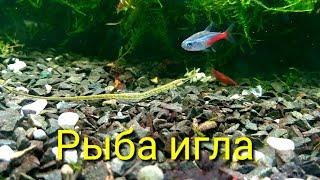 Рыба игла в аквариуме / Fish needle in the aquarium