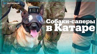 Турецкие собаки-саперы обеспечивают безопасность FIFA 2022