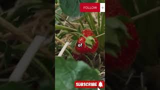 Strawberries Facts You Didn’t Know! #facts #hackify