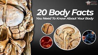 Do You Know These Incredible Facts About the Human Body?