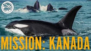 Unglaubliche Aufnahmen: Kanadische ORCAS & seltenes Bubble-Net Feeding | Mission: Kanada