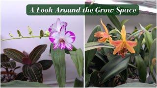 An Honest Look at my Indoor Orchid Collection | Fall 2024 - The Good, The Bad, The Ugly