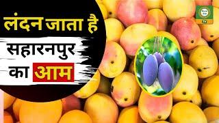 Mango Organic Farm: रामकेला Or गुलाब खास आम की खेती ने किसान की बदली जिंदगी । #mango  #farming