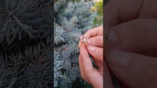 золотое кольцо с геральдической лилией
