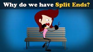 Why do we have Split Ends? + more videos | #aumsum #kids #science #education #children