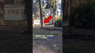 5 Terrifying Natural Phenomena That Look Like Horror Movies!