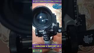 Lectobacillus Under Microscope  Practical Biology l Class: 8 To 10 l Life Science l PART-1 #shorts