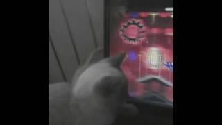 Когда кот