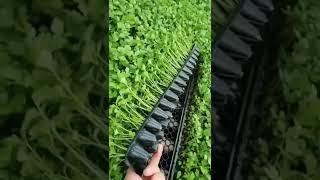 Coriander Seedlings Are Ready For Spring Planting #satisfying #short