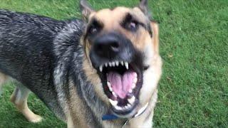 German Shepherd Power Barking