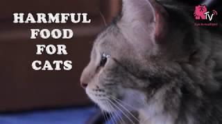 HARMFUL FOOD FOR CATS