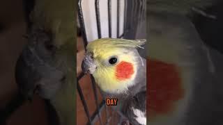 Often-weeknd ️️ #birds #cockatielbird #cuteanimals #parrot #cockatiels #cute