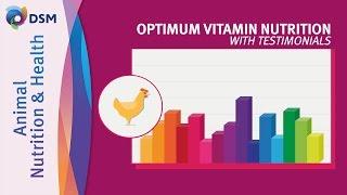 Optimum Vitamin Nutrition (OVN™) di DSM Animal Nutrition and Health