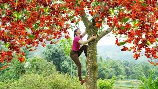 Harvesting Strange Wild Fruit (SANG Fruit) Goes To Market Sell - Take Care Ducks & Chickens