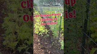 Multi-Purpose Growing Zones#regenerativeagriculture #growyourownfood #garden