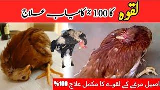 Aseel murga ka laqwa ka ilaj | How to cure Paralysis in aseel chickens|اصیل مرغوں کے لقوے کا علاج