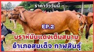 EP.2 #ราคาวัววันนี้ 27 ตุลาคม 2567 #ตลาดวัวอำเภอสมเด็จ จังหวัดกาฬสินธุ์ #บราห์มันแดงเต็มสนาม