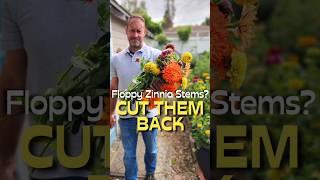 How to Fix Floppy Zinnias (the right way)