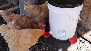 DIY Chicken Waterer: Easy Installation Guide#poultryfarming    #dripcups #chicken