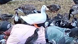 Ducks Attack Man