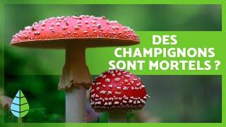 10 CURIOSITÉS sur les CHAMPIGNONS  Ils brillent dans le noir ? Il y a des champignons MORTELS ?
