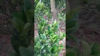 Vườn Giống  Bưởi Diễn, Cam Canh SAI QUẢ, Cực Ngọt, Chuẩn Đất Phú Diễn- Minh Khai: 096.239.2038