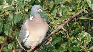 Wood Pigeon Call (Columba palumbus)