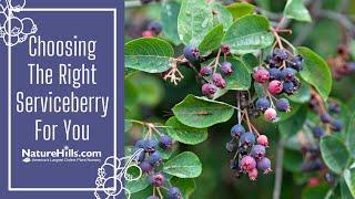 Choosing the Right Serviceberry For You | NatureHills.com