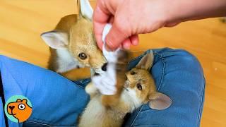 Baby Foxes Go Wild When See Their “Mom” | Cuddle Buddies