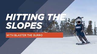 Blaster the Burro Hits the Colorado Slopes