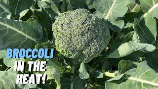 HOW TO GROW BROCCOLI - The Steps Every Gardener Needs to Know