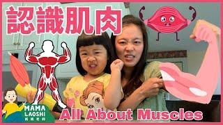 All about Muscles for Kids in Chinese! 親子探索：認識讓我們身體動起來的神奇肌肉！️‍️‍️‍️