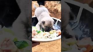 FunnyPuppy|viralcomedy|laugheveryday|viralshorts#viralreels #puppy #cute #pets #animals #cutedog