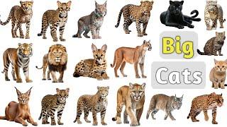 Big Cats Vocabulary ll 20 Big Cats Name In English With Pictures ll Cats Family Members Name