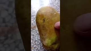 aru | aru recipe | aru cooking channel ALPHONSO MANGO HAPUS #aru #shorts