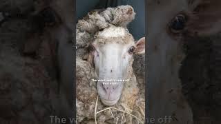 Sheep Buried Under 88 Pounds Of Wool Transforms | The Dodo