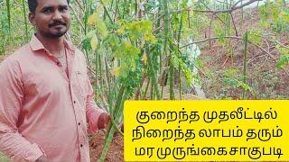 மர முருங்கை சாகுபடி//murungai saagupadi in tamil//drumstick cultivation