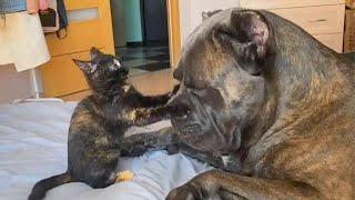 CATS AND DOGS Awesome Friendship - Funny Cat and Dog Vines COMBINATION