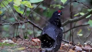 Spruce Grouse