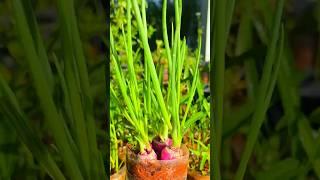 Grow Onions at Home in a Plastic Bottle | Easy DIY Gardening Hack #gardening #garden #satisfying