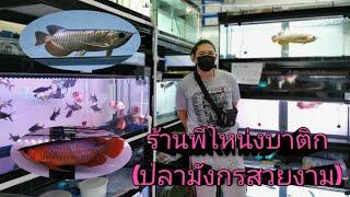 ปลามังกรสวยงาม​(ร้านพี่​โหน่ง​ บา​ติก)  Arowana​ Fish​ Ep.4